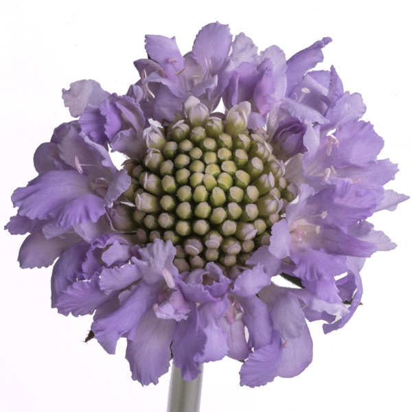 Scabiosa - Lavender Scoop